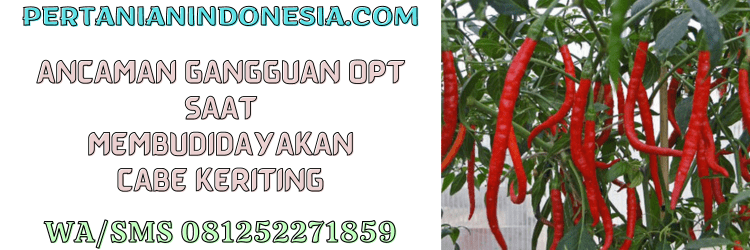 ancaman,gangguan,opt,budidaya,cabe keriting,pertanian indonesia